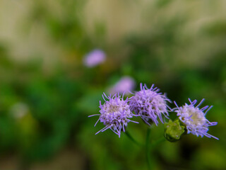 colorful beautiful flowers on blurred background, grass nature background