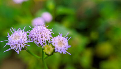 Colorful beautiful flowers on blurred background, grass nature background