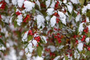 Crab apples in early fall snow storm showing bright Christmas colors
