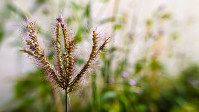 wild plants with blur background, grass nature background