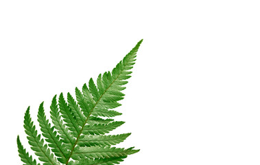 Green fern branch isolated on white background, Polypodiopsida tropical jungle forest foliage...