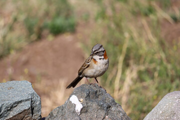 Charming Rufous-collared Sparrow (Zonotrichia capensis chilensis) Perched in Nature