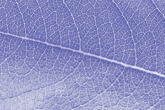Macro leaf texture purple colorized with beautiful relief facture of plant, close up macro photo. Velvet relief texture of leaf, detailed nature background, fresh pure nature concept © TRAVELARIUM