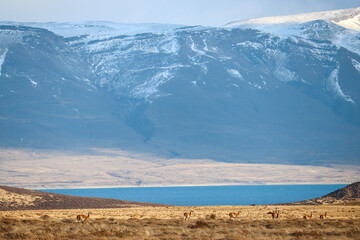 Guanacos Grazing in the Untamed Beauty of Patagonia