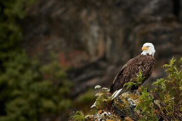 Wild Bald Eagle
