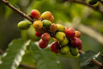 Coffee from the Alto Mayo Valley is one of the best and most known worldwide for its great flavor and aroma, which makes it very sought after by many people.