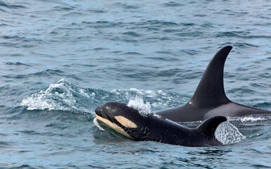 Wild Orcas - 538260612