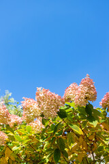  panicled hydrangea with blue sky