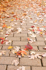 Brick street with fallen leaves