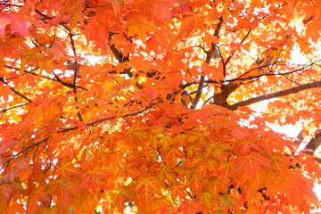 bright orange maple trees