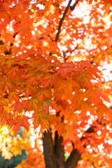 bright orange maple trees
