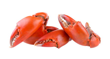 Boiled crab claws isolated on transparent png
