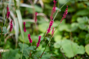 purple flowers in the garden