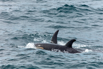 Fototapeta premium Wild Orcas