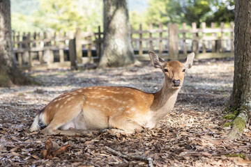 Deer in Nara Park Japan