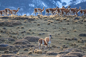 Guanacos (Lama guanicoe) in Estancia Cerro Guido Patagonia, Chile © Rodrigo Céspedes