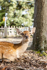 Deer in Nara Park Japan
