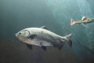 Naklejka premium a fish under the water