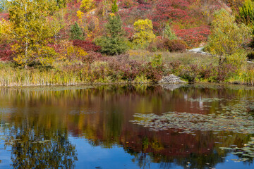 autumn leaves in a park with blue sky