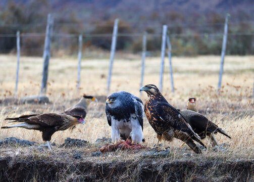 Southern Caracara (Caracara plancus), Black-chested Buzzard-Eagle (Geranoaetus melanoleucus) and Harris's Hawk (Parabuteo unicintus) in the road