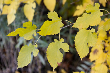 autumn leaves in a sunny day