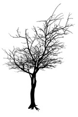 silhouette d’arbre sur fond blanc 