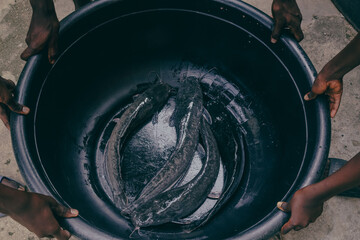 Boys holding on to a bowl of fresh catfish