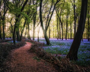 Bluebells at sunset in Dockey Wood on the Ashridge Estate, Hertfordshire, UK