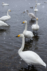 白鳥と雪