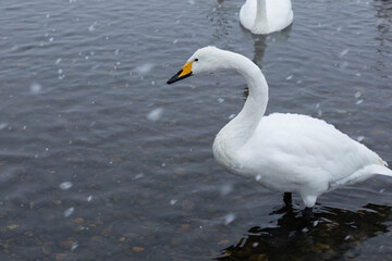 Fototapeta premium 白鳥と雪