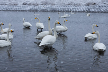 白鳥と雪