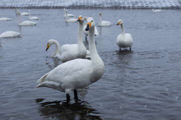 白鳥と雪