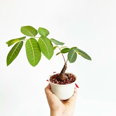 Tree in a pot. isolated on white background.