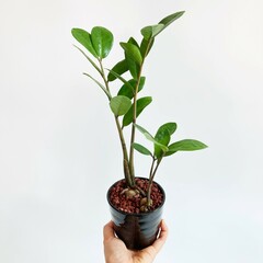 Tree in a pot. isolated on white background.