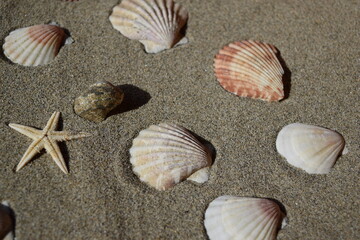 砂浜の貝殻とヒトデ