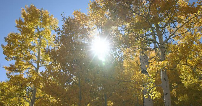 Aspen forest colorful autumn forest sun glare. Beautiful season Autumn fall colors in Maple, Oak and Pine forest. Central Utah. Beautiful mountain canyon valley and trails. Travel destination.