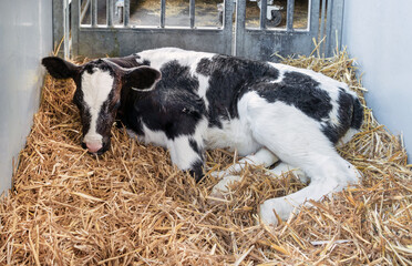 Calf in the box. Waste products of the dairy industry.