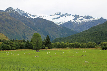 The pasture and Rob Roy glacier - New Zealand