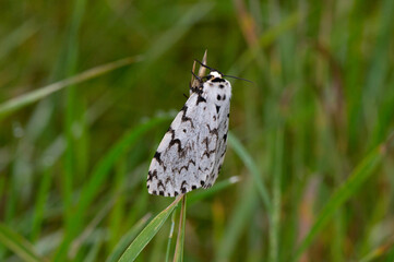 ノンネマイマイの雌（北海道・知床）

