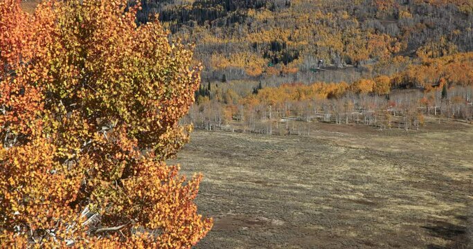 Colorful autumn mountain hunt camps pan. Beautiful season Autumn fall colors in Maple, Oak and Pine forest. Central Utah. Mountain canyon valley and trails. Travel destination exploring.