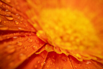 Orange Color Gerbera Flower Close up