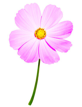 Mister Universe Images Browse 527 Stock Photos Vectors And Video Adobe Stock