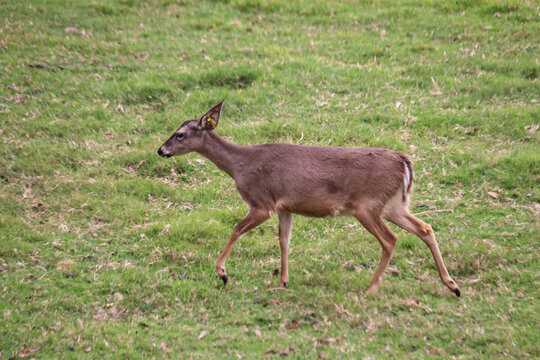 animales
