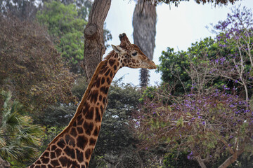 Animales