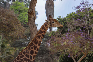 Animales