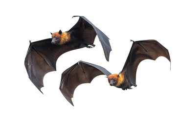Bats flying isolated on white background , Lyle's flying fox (PNG) - 538270429