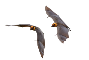 Bats flying isolated on white background , Lyle's flying fox (PNG)