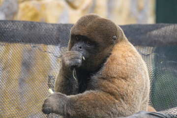 Animales