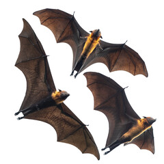 Bats flying isolated on white background, Lyle's flying fox (PNG) - 538270452