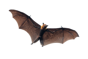 Bat flying isolated on white background, Lyle's flying fox (PNG)